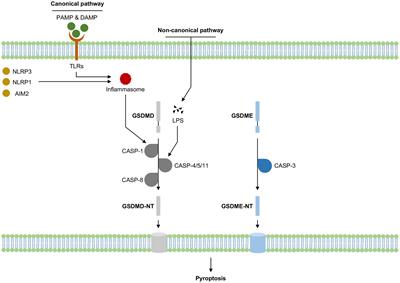 The role of pyroptosis in cognitive impairment